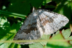 Scotopteryx bipunctaria, Ortholite biponctuée (L')