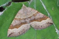 Scotopteryx chenopodiata ; Phalène de l'Ansérine (La), Chénopodie (La)