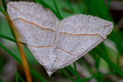 Scotopteryx luridata, Ortholite plombée (L'), ©Photo Daniel Drouard