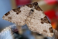 Xanthorhoe fluctuata ; Incertaine (L'), Phalène ondée (La)