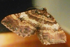 Earophila badiata, Cidarie baie (La)