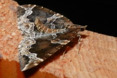 Eulithis prunata, Cidarie du Prunier (La)