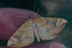 Eulithis populata, Cidarie du Peuplier (La)