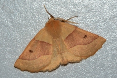 Crocallis elinguaria ; Phalène de la Mancienne (La), Crocalle commune (La)
