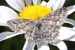 Scopula immorata, Acidalie hardie