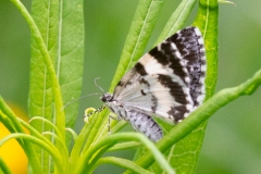Spargania luctuata, Mélanippe affligée (La)