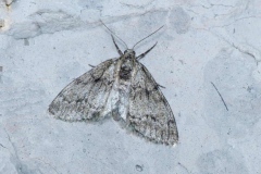 Tephronia sepiaria ; Gymnospile commune (La), Gymnospile crème (La)