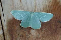 Thalera fimbrialis ; Phalène du Buplèvre (La), la Phalène du Thym (La)