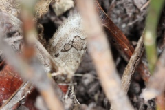 Thera vetustata, Corythée étranglée (La)