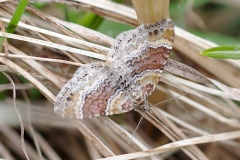Xanthorhoe spadicearia, Oxydée (L')
