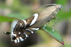 Photo prise hors Haute-Savoie, Glyphipterix sp., Mont Bochor (Pralognan-la-Vanoise, 73), ©Photo Claudie Desjacquot
