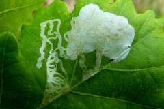 Acrocercops brongniardella, Mineuse du chêne (La)