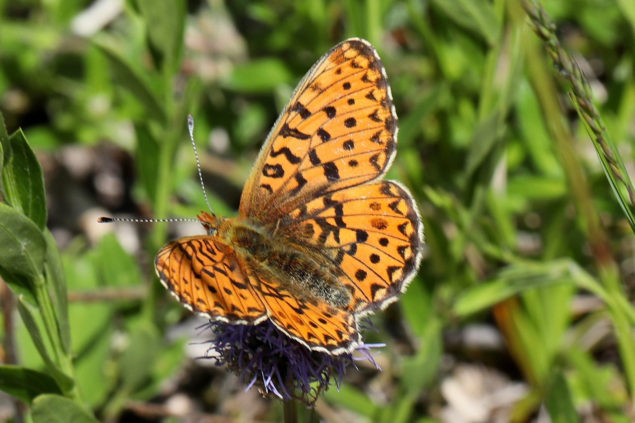 Boloria euphrosyne ; Grand collier argenté (Le), Nacré sagitté (Le)