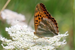 Argynnis paphia ; Tabac d'Espagne (Le), Nacré vert (Le), Barre argentée (La), Empereur (L')