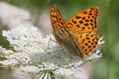 Argynnis paphia ; Tabac d'Espagne (Le), Nacré vert (Le), Barre argentée (La), Empereur (L')