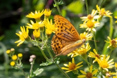 Argynnis paphia ; Tabac d'Espagne (Le), Nacré vert (Le), Barre argentée (La), Empereur (L')