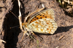 Fabriciana niobe f. eris, Chiffre (Le)