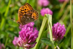 Speyeria aglaja ; Grand Nacré (Le), Aglaé (L'), Moyen-Nacré (Le)