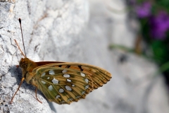 Speyeria aglaja ; Grand Nacré (Le), Aglaé (L'), Moyen-Nacré (Le)