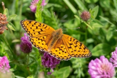 Speyeria aglaja ; Grand Nacré (Le), Aglaé (L'), Moyen-Nacré (Le)