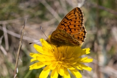 Boloria napaea, Nacré des Renouées (Le) ou Boloria pales, Nacré subalpin (Le)