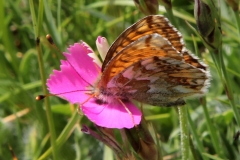 Boloria napaea, Nacré des Renouées (Le) ou Boloria pales, Nacré subalpin (Le)