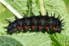Speyeria aglaja ; Grand Nacré (Le), Aglaé (L'), Moyen-Nacré (Le)