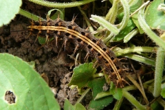 Argynnis paphia ; Tabac d'Espagne (Le), Nacré vert (Le), Barre argentée (La), Empereur (L')