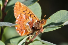 Boloria aquilonaris ; Nacré de la Canneberge (Le), Nacré des tourbières (Le), Vanesse aquilon (La) ; Plateau des Glières (74), ©Photo Philippe Dauguet