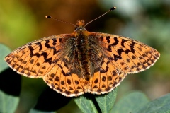 Boloria aquilonaris ; Nacré de la Canneberge (Le), Nacré des tourbières (Le), Vanesse aquilon (La) ; Plateau des Glières (74), ©Photo Philippe Dauguet