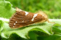 Phymatopus hecta ; Hépatique (L'), Hépiale de la Fougère (L'), Patte-en-Masse (La)