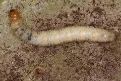 Hepialus humuli ; Hépiale du Houblon (L')