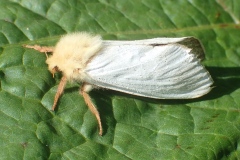 Hepialus humuli, Hépiale du Houblon (L')