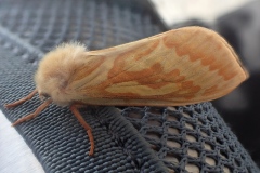 Hepialus humuli, Hépiale du Houblon (L')