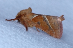 Triodia sylvina, Sylvine (La)