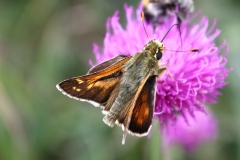 Hesperia comma, Virgule (La)