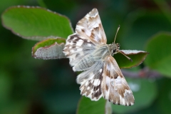 Carcharodus lavatherae, Hespérie de l'Épiaire (L')