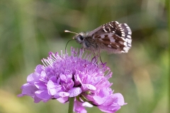 Pyrgus alveus, Hespérie du Faux-Buis (L')