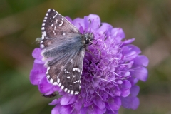 Pyrgus alveus, Hespérie du Faux-Buis (L')