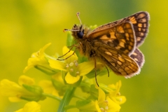 Carterocephalus palaemon, Hespérie échiquier (L')