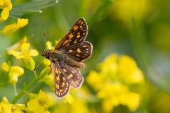 Carterocephalus palaemon, Hespérie échiquier (L')