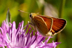 Thymelicus lineola ou Thymelicus sylvestris, Hespérie du Dactyle (L') ou Hespérie de la Houque (L')