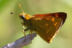 Ochlodes sylvanus, Sylvaine (La)