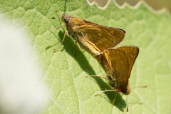 Ochlodes sylvanus, Sylvaine (La)