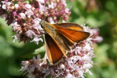 Thymelicus lineola, Hespérie du Dactyle (L')