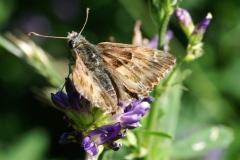 Carcharodus alceae, Hespérie de l'Alcée (L')
