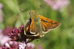 Ochlodes sylvanus, Sylvaine (La)