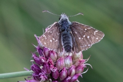 Pyrgus cacaliae, Hespérie du Pas-d'âne (L')
