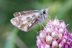 Pyrgus cacaliae, Hespérie du Pas-d'âne (L')