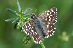 Pyrgus malvae, Hespérie de l’Ormière (L') ou Pyrgus malvoides, Tacheté austral (Le)